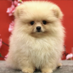 Pomeranian